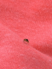 Pelegrina pervaga