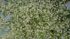 Valerianella locusta