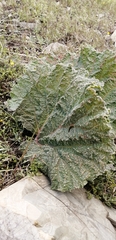 Rheum ribes