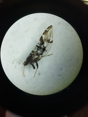 Bactericera maculipennis