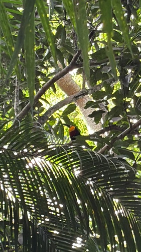Channel-billed Toucan