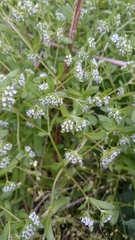Valerianella locusta