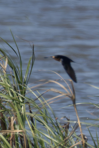 Barn Swallow