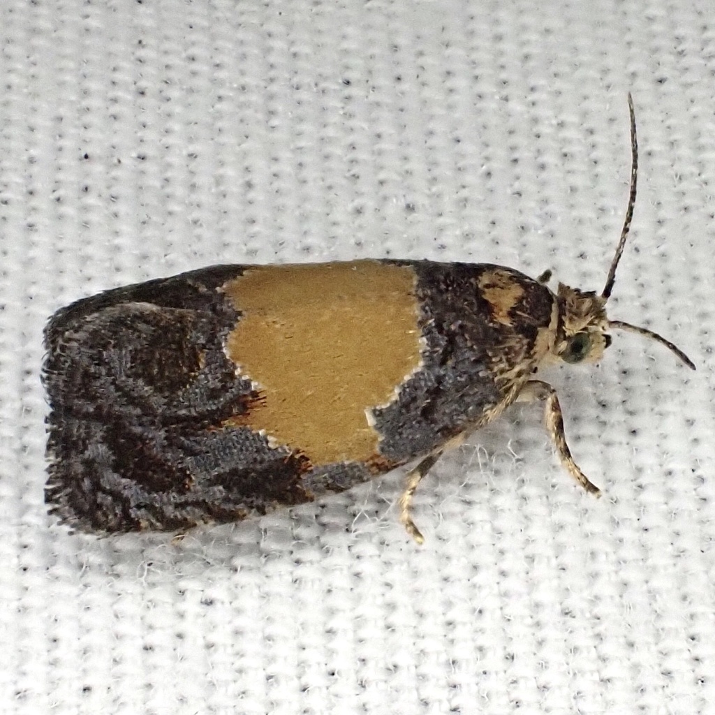 Fern Olethreutes Moth
