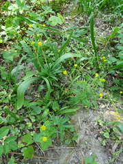 Ranunculus auricomus