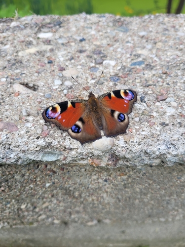 European Peacock Butterfly