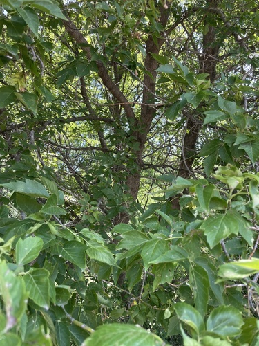 box elder