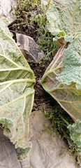 Rheum ribes