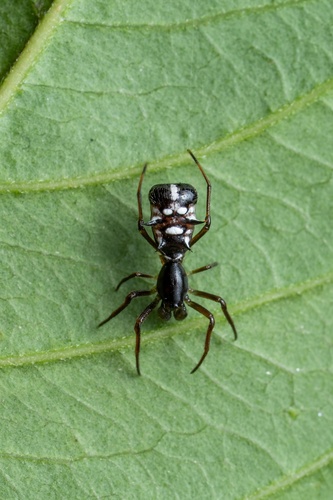 Micrathena acuta