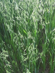 Avena sativa