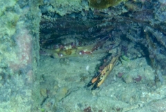 Cronius ruber