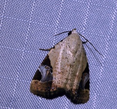 Pseudeustrotia semialba