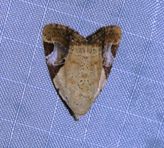 Pseudeustrotia semialba