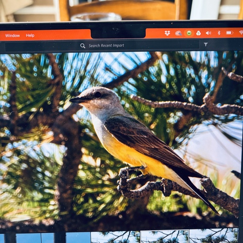 Western Kingbird