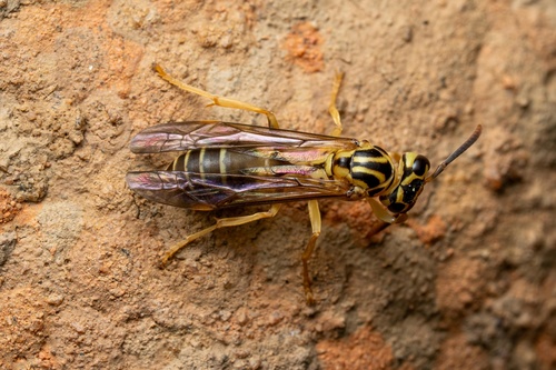 Polybia emaciata