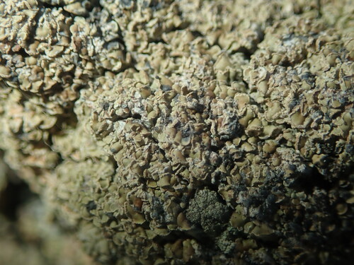 Common Clam Lichen