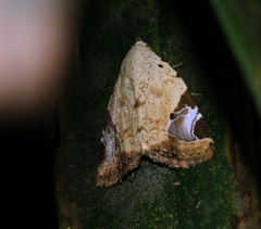 Pseudeustrotia semialba