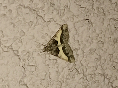 Frederickia hypaethrata