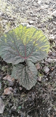 Rheum ribes