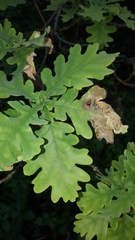 Tischeria ekebladella