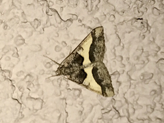 Frederickia hypaethrata