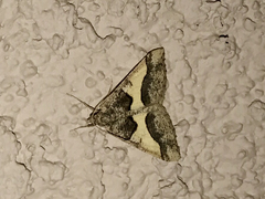 Frederickia hypaethrata