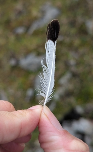 Plume de Traquet motteux