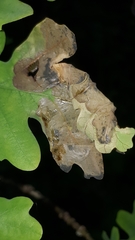 Tischeria ekebladella