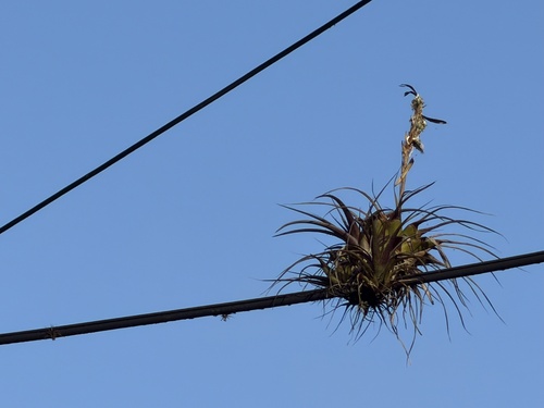 Tillandsia observed 2026-07-31