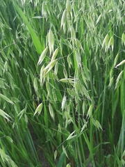 Avena sativa