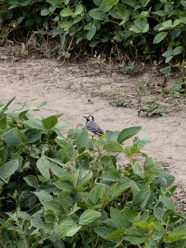 White Wagtail