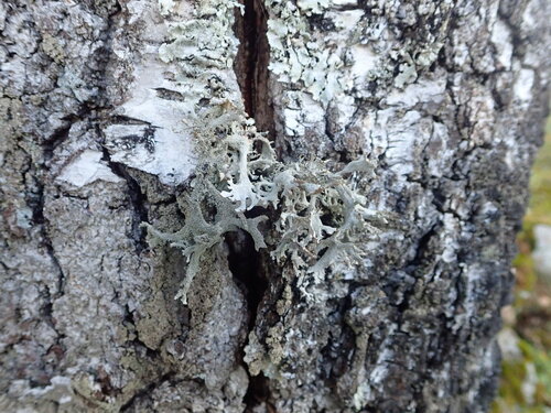 tree moss