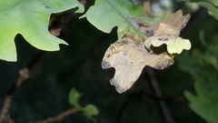 Tischeria ekebladella