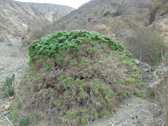 Nolana ramosissima
