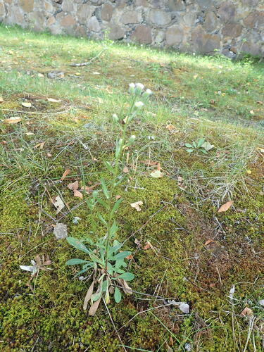 bitter fleabane