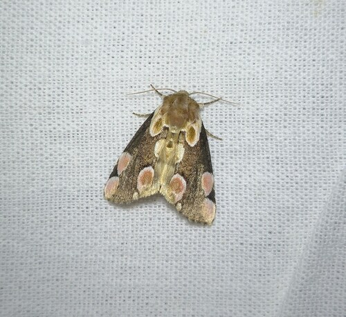 Peach Blossom Moth