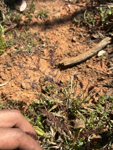 Eragrostis tenellula observed 2026-08-02
