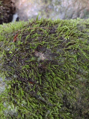 Hygrohypnum luridum observed 2026-07-18