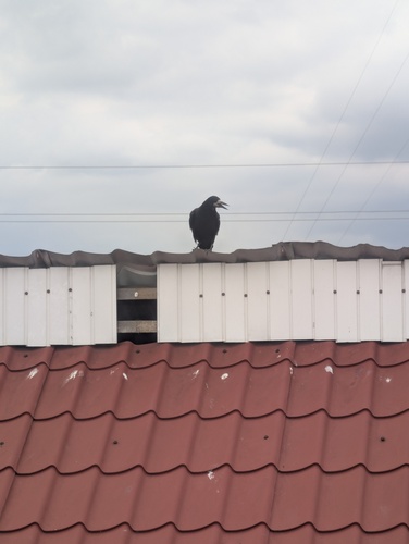 Rook