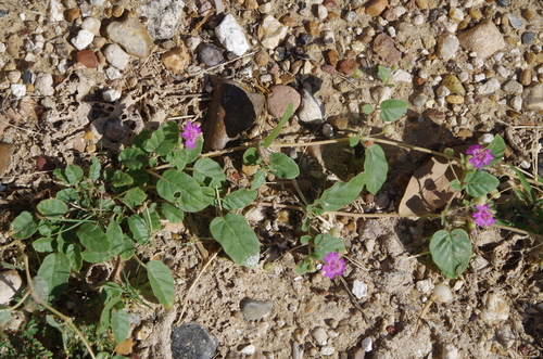 Trailing windmills (Allionia incarnata)
