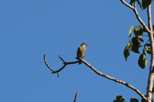 European Greenfinch