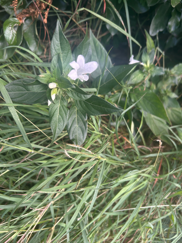 Barleria cristata observed 2026-07-06