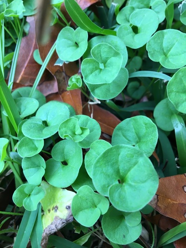 Dichondra carolinensis image