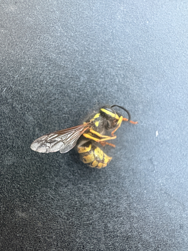 German Yellowjacket