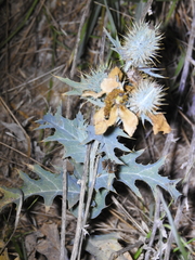 Argemone albiflora