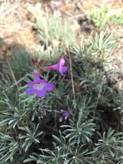 Penstemon gairdneri