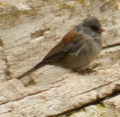 Junco hyemalis caniceps