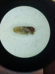 Euglyptoneura minuta