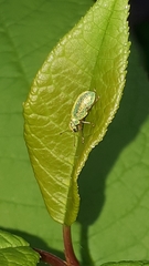 Polydrusus pterygomalis