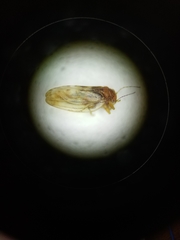 Euglyptoneura minuta